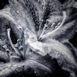 We Deserve This : Under the Pale Red Sky